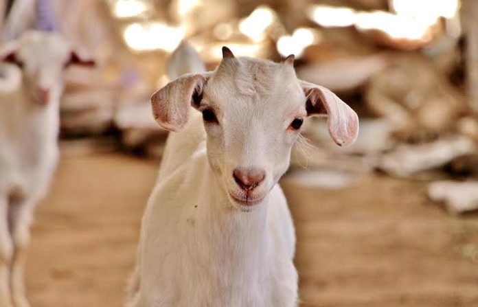 Productores de cabrito lanzan alarma por desabasto y piden apoyo urgente antes del Mundial 2026