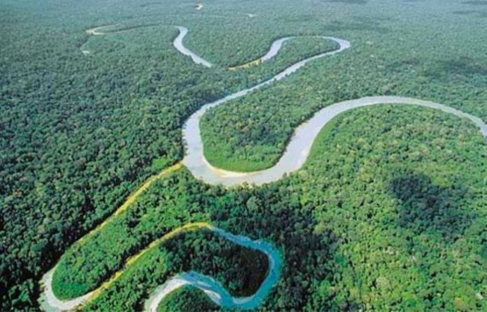 Deforestación en la Amazonía brasileña disminuyó cerca del 9% en 2025, según cifras oficiales