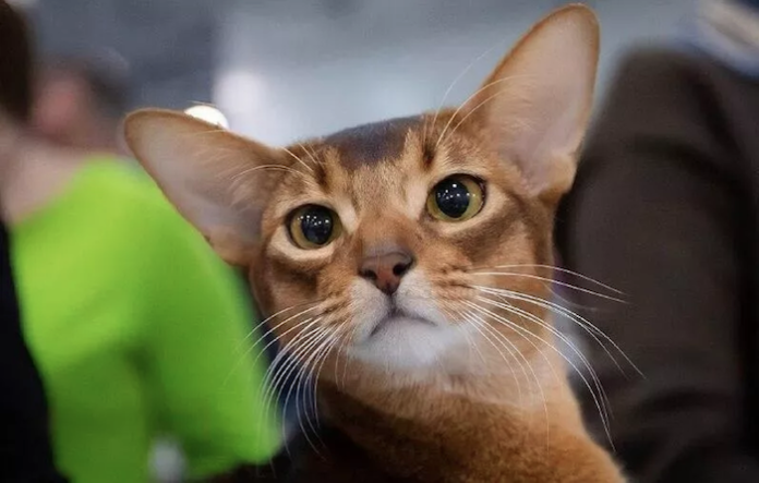 Un gato de Rusia encabeza el ranking mundial de 2025, reporta la Federación Mundial Felina