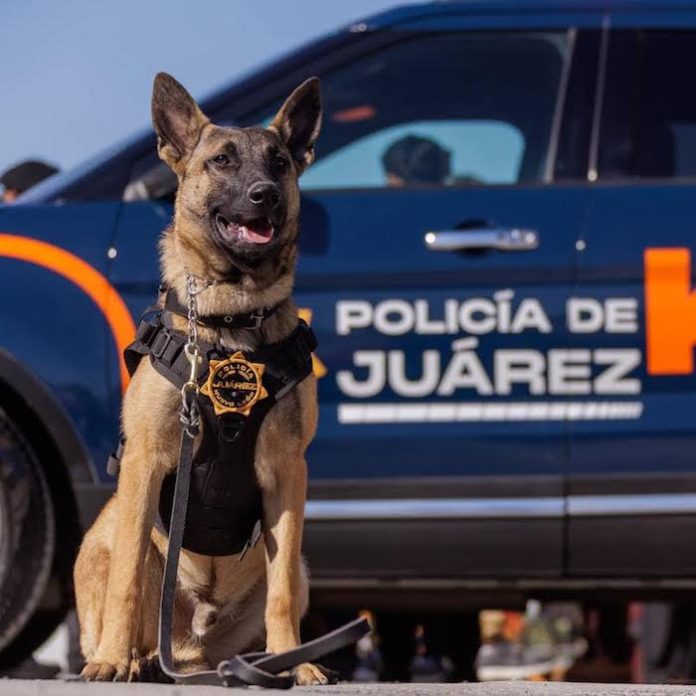 Juárez refuerza su estrategia de seguridad con la puesta en marcha de la Unidad K9