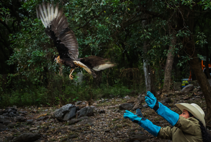 División Ambiental devuelve a la naturaleza a un caracara rescatado