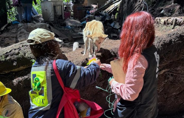 Más de un millón de perros viven en las calles de la Ciudad de México