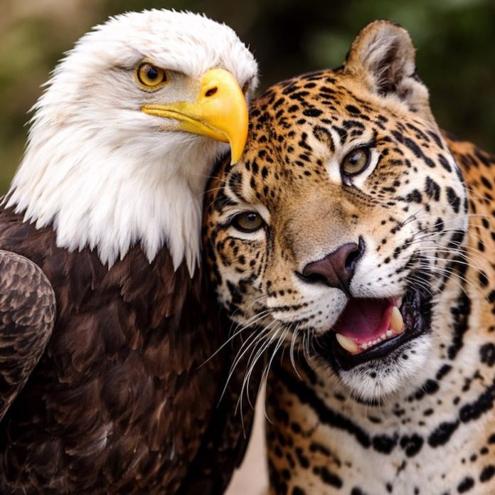 Colombia y EU afinan los detalles del encuentro entre Petro y Trump