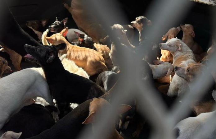 Monterrey interviene domicilio y rescata a 50 perros en condiciones insalubres