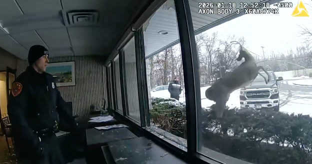 Video: Un atraco insólito sacude Nueva York: ‘el ladrón’ tiene pezuñas