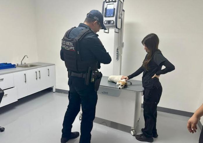 Policía de Proximidad interviene y pone a salvo a perrita con fractura de cadera