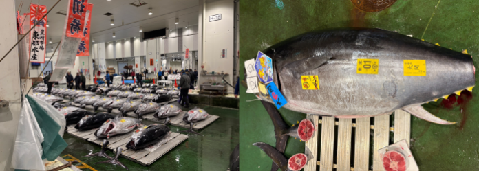 Un atún rojo rompe récord durante subasta en Japón