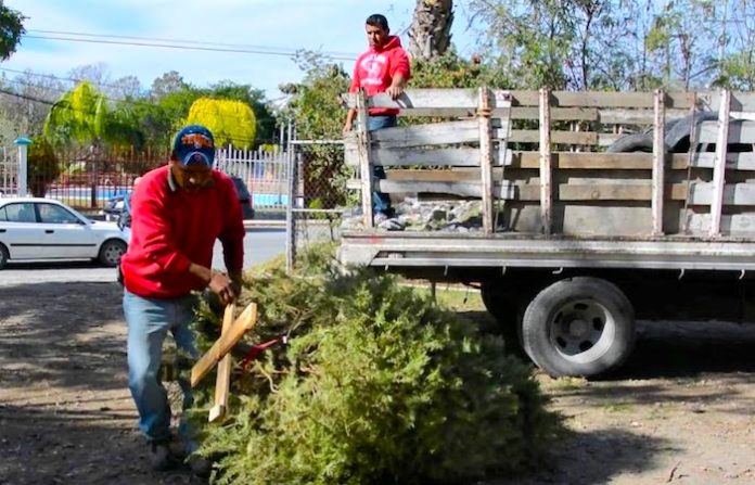 Apodaca habilita todas sus plazas como centros de acopio de pinos navideños