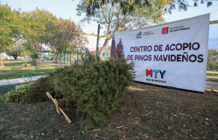 Instala Monterrey 49 centros de acopio para reciclar pinos navideños naturales