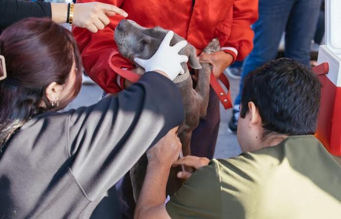 Guadalupe realiza esterilización gratuita de mascotas ante alza de población animal