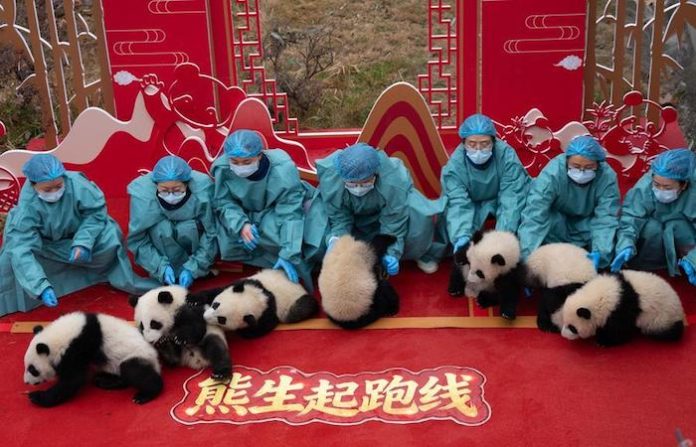 Vida: China presenta 28 crías de panda nacidas en 2025 antes del Año Nuevo chino
