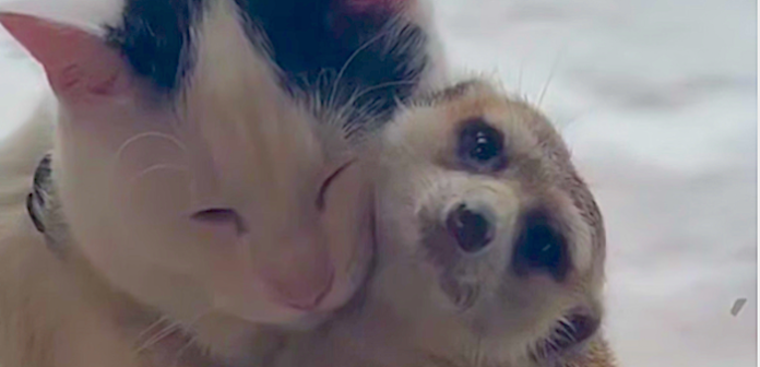 Video:Amor sin barreras: suricata y gato conquistan redes