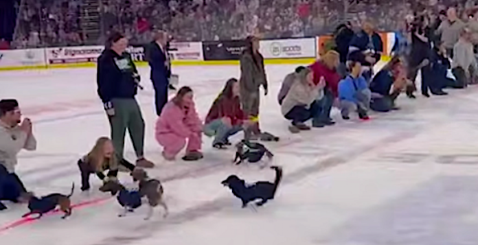 Una previa muy divertida: carrera de salchichas enternece antes del inicio de un partido de hockey