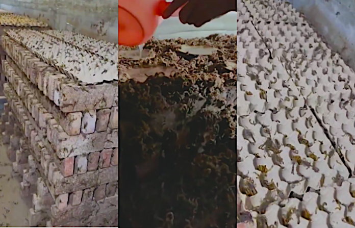 Video: El veneno de escorpión puede valer millones por litro