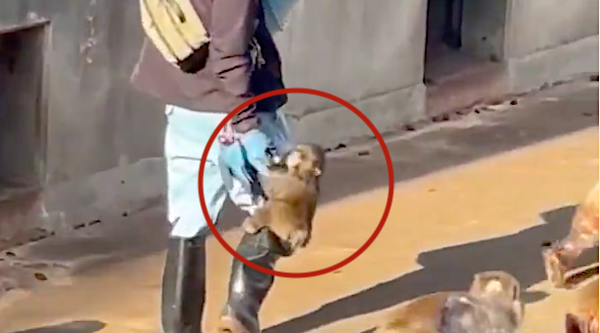 ¿Quién necesita un peluche? Punch encuentra un nuevo refugio favorito