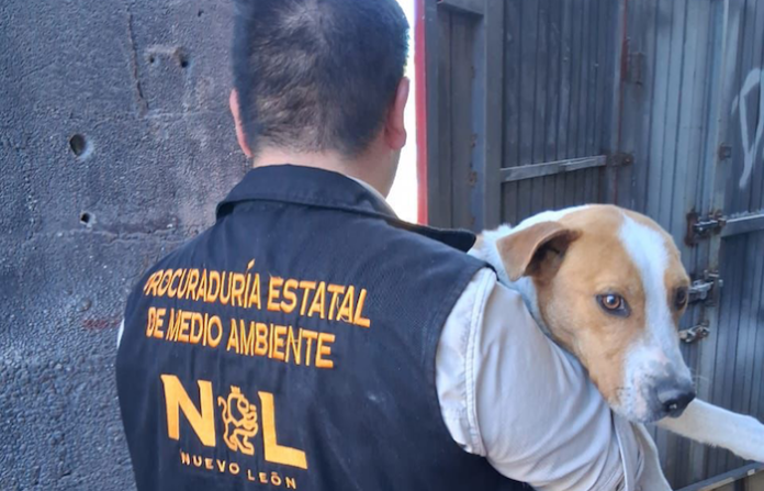 Rescatan a cinco perros víctimas de maltrato en operativos ambientales en el área metropolitana