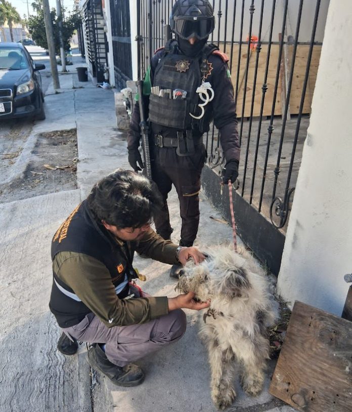Operativos ambientales rescatan a cinco perros en Monterrey y Apodaca