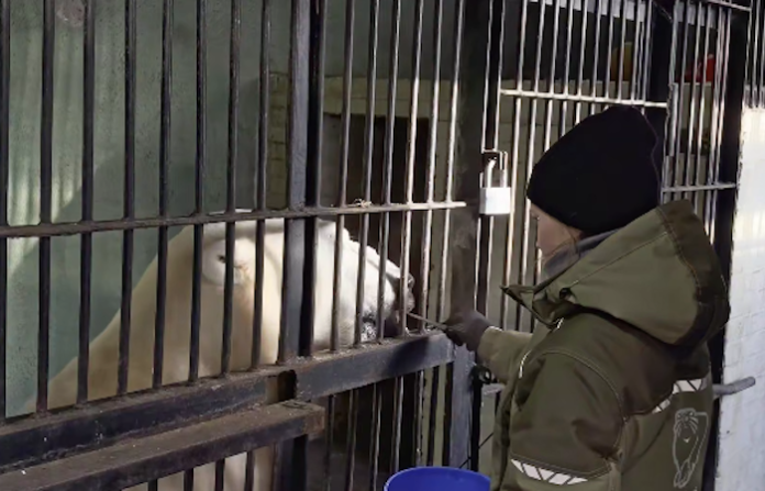 Terpey, el oso polar que entrena a cambio de premios
