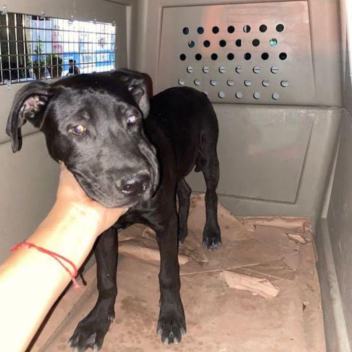 Rescatan a “Tyson” tras reporte de maltrato animal en Marín