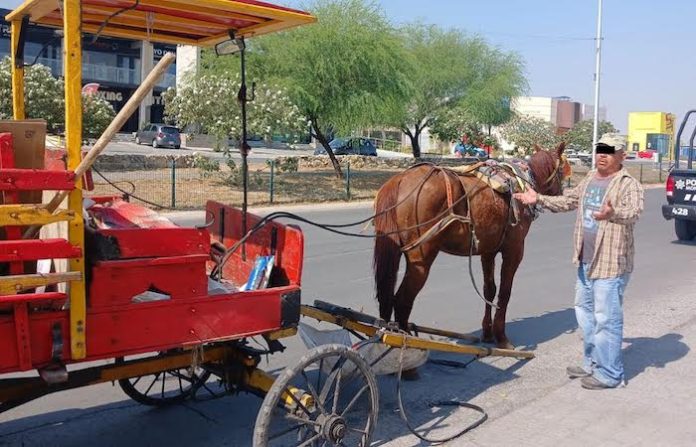 Cae hombre por maltrato animal en Monterrey; golpeaba a caballo en plena vía pública