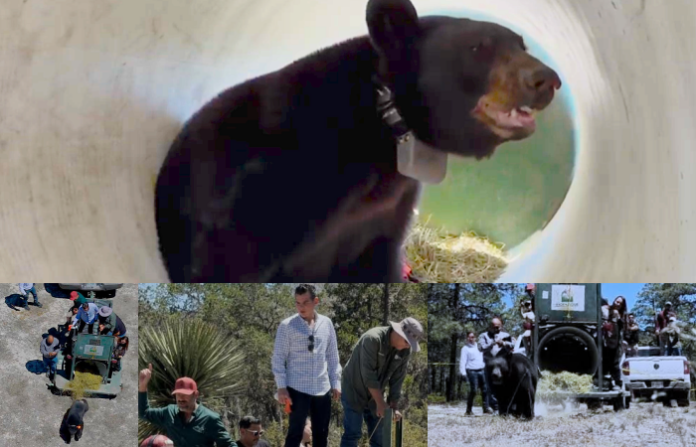 Video: Del borde de la muerte a la libertad: liberan al oso “Tadeo” tras meses de recuperación