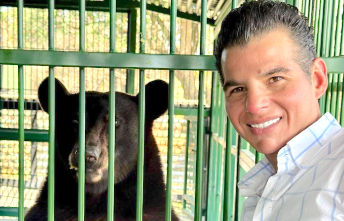 Oso negro “Tadeo” se recupera y podría volver pronto a la sierra de Galeana