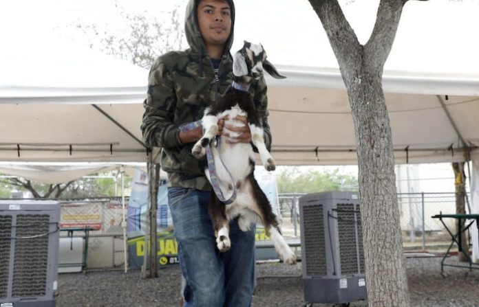 Rescatan a la chiva “Silvia” en azotea de Escobedo