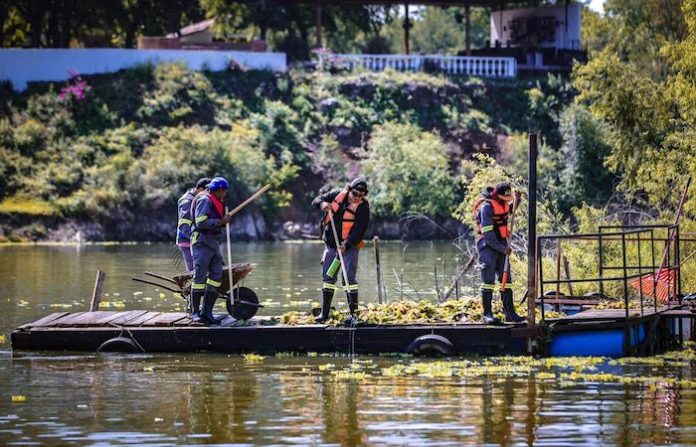 David de la Peña encabeza brigada contra lirio acuático en la Presa La Boca