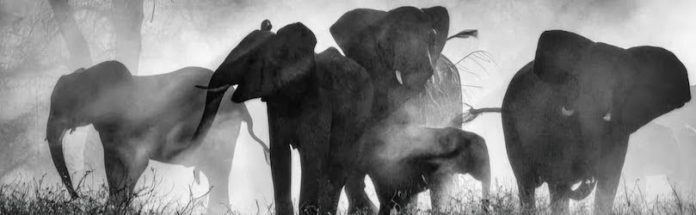 Werner Herzog presenta “Elefantes fantasma”, una travesía entre mito y realidad