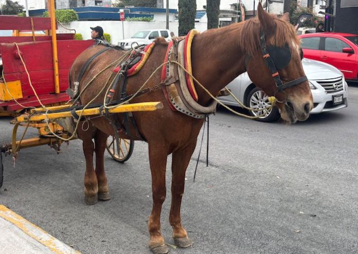 Rescatan caballos maltratados en Monterrey; refuerzan operativos contra abuso animal
