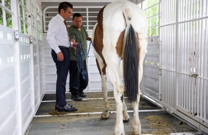 De la violencia al rescate: garantizan nueva vida a “Manchas” tras caso de maltrato en Monterrey