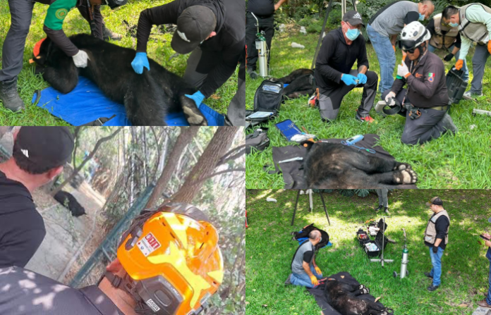 Resguardan y reubican a dos osos en zona residencial de San Pedro