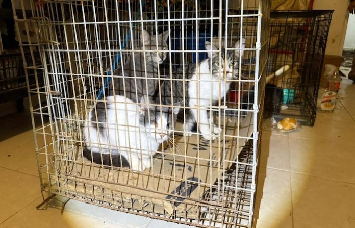 Rescatan a 13 gatos en condiciones críticas en Juárez; investigan posible caso de maltrato animal