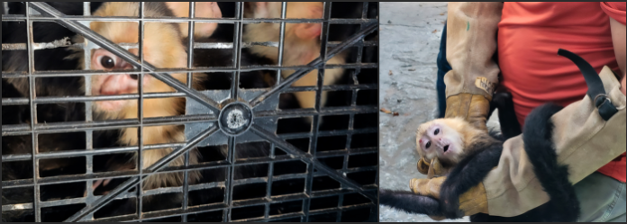 Autoridades mexicanas recuperan monos capuchinos que iban a ser traficados