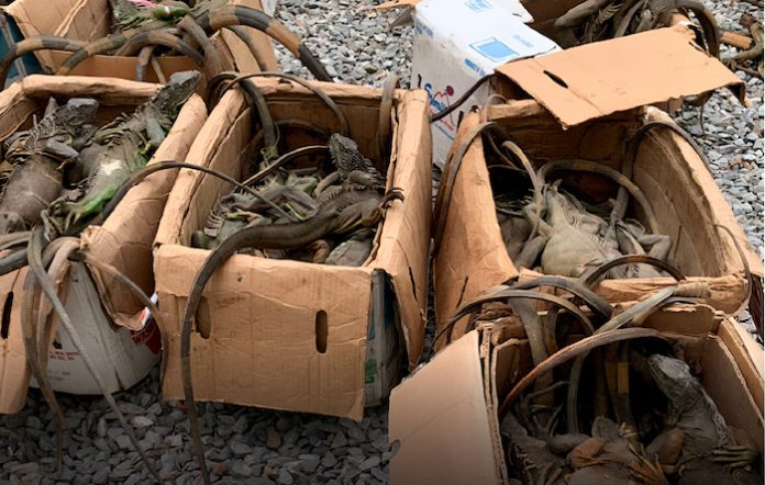 Rescatan casi 200 iguanas verdes en el sur de México: eran transportadas en cajas de cartón
