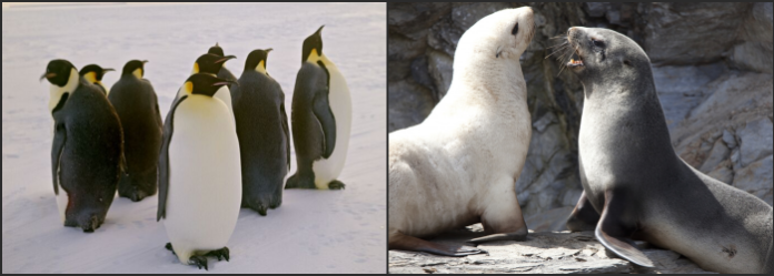 El pingüino emperador y el lobo marino antártico reclasificados como ‘En peligro’