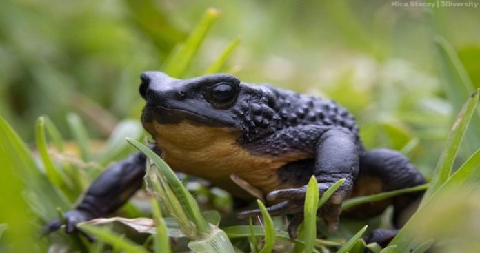 La rana jambato de Ecuador otra vez en el camino a su extinción definitiva