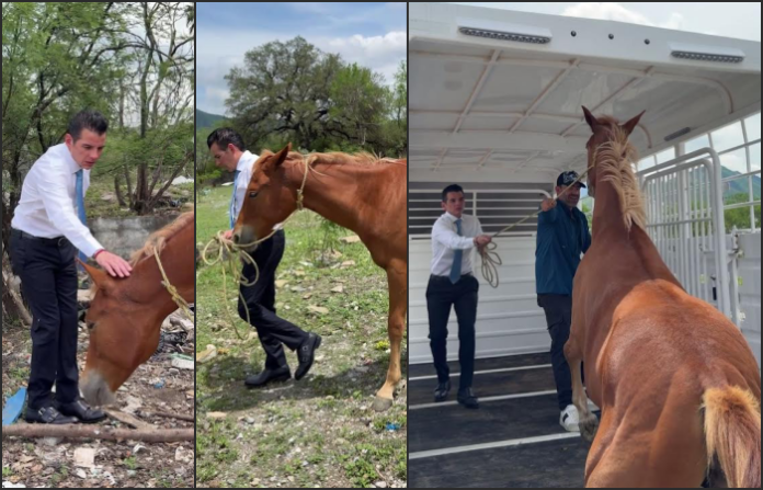 Miguel Flores auxilia a yegua herida y la envía a santuario para su recuperación