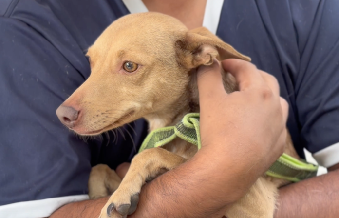 Nuevo León intensifica campaña contra el abandono animal con jornadas de esterilización