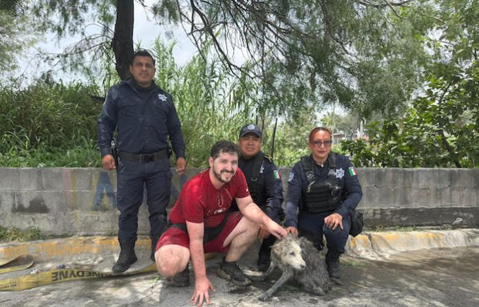 Guardias de Apodaca rescatan a “Lobita”, perrita de 16 años atrapada en canal de aguas negras