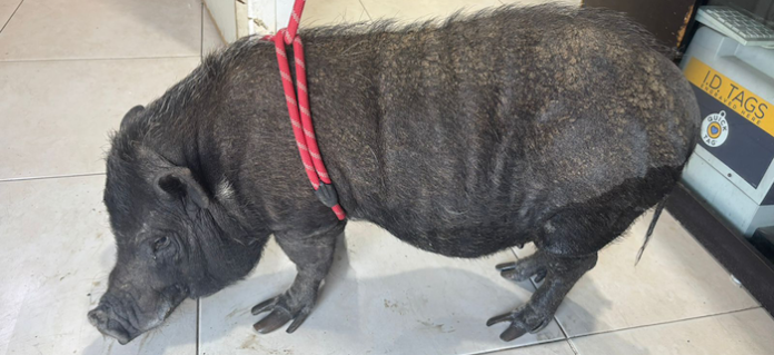 “Ni el cerdito se salvó”: rescatan animales entre abandono, descuido y la indiferencia de sus dueños