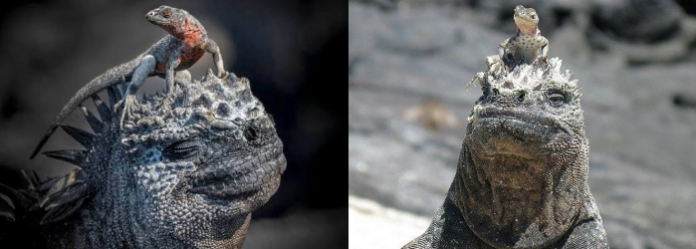 Tráfico ilegal pone en riesgo a las iguanas de Galápagos, alerta científico ecuatoriano