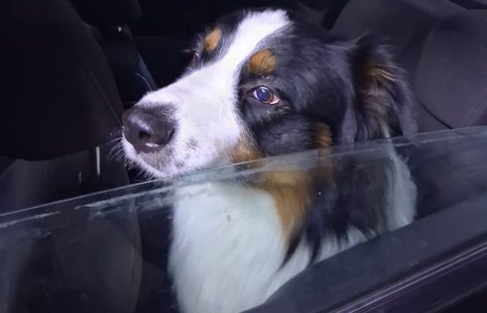 Rescatan a perrito encerrado por horas dentro de un auto bajo intenso calor