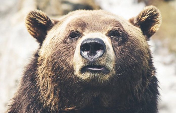 Ataques de osos en Japón dejan dos muertos en apenas un día