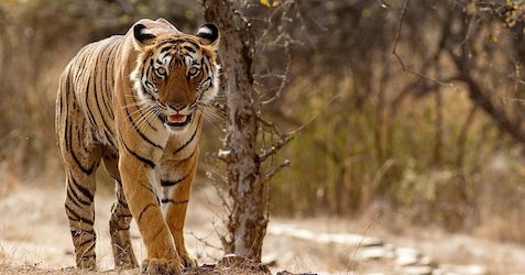 Cuatro mujeres mueren tras ser atacadas por un tigre mientras recogían hojas en la India