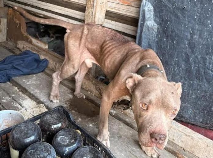 Operativos en Santa Catarina dejan dos rescates por presunto maltrato animal y un detenido
