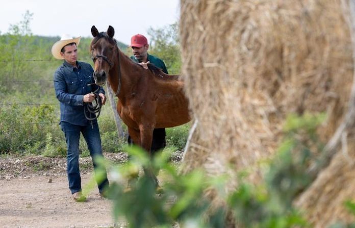 Anuncian Kawayo, el santuario de caballos rescatados que busca ser el más grande de Latinoamérica