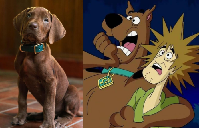 “Scooby Doo” ya es real en el primer vistazo del live action de Netflix