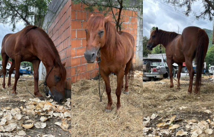 Alertan por caballo abandonado que deambula en calles del Cerro de la Campana