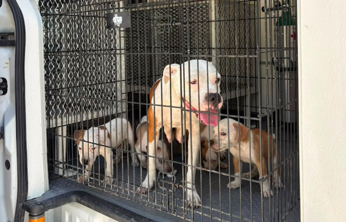 Resguarda División Ambiental a siete perros por presunto maltrato animal en Monterrey